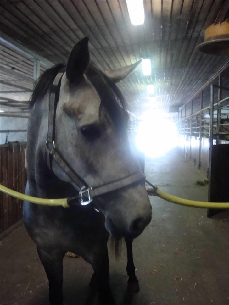 Anden særlig race Fanta SOLGT! - fanta i stalden :I billede 3