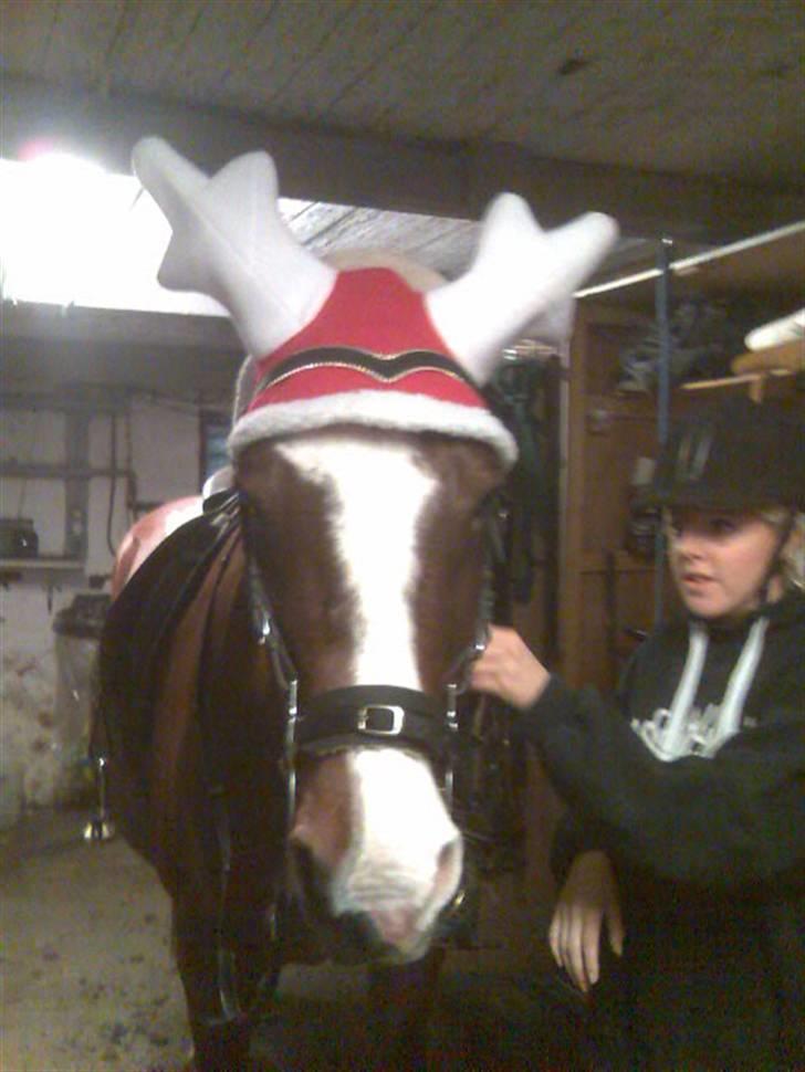 Dansk Varmblod  Uniqe - Bedste ven- SAVN - 1 jul o9 :D billede 2