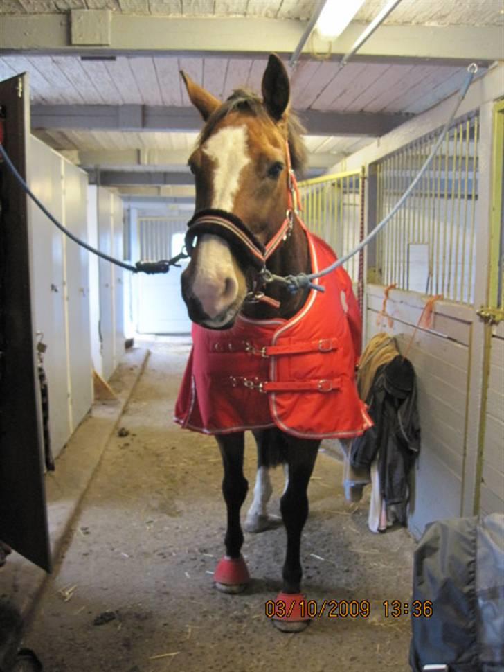 Dansk Varmblod  Uniqe - Bedste ven- SAVN - 3#Unique står på stalden gangen med alt det nye røde (; Foto mig, 09 billede 3