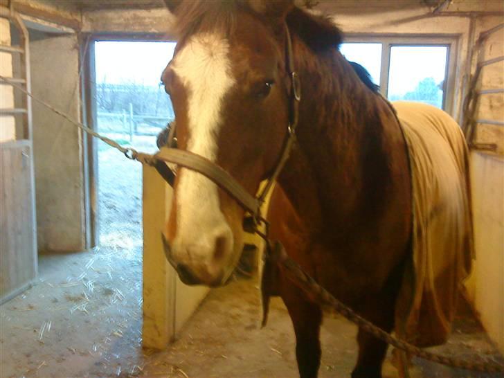 Dansk Varmblod  Uniqe - Bedste ven- SAVN - 4#Igen, Uniqe som ståår hjemme hos Jette (; Foto : mig 08 billede 4