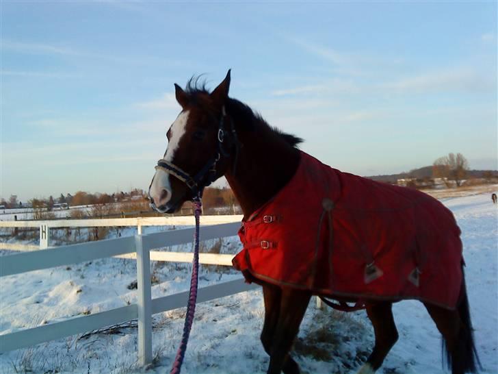 Dansk Varmblod  Uniqe - Bedste ven- SAVN - 6#Unique vinter 2010 :) billede 6