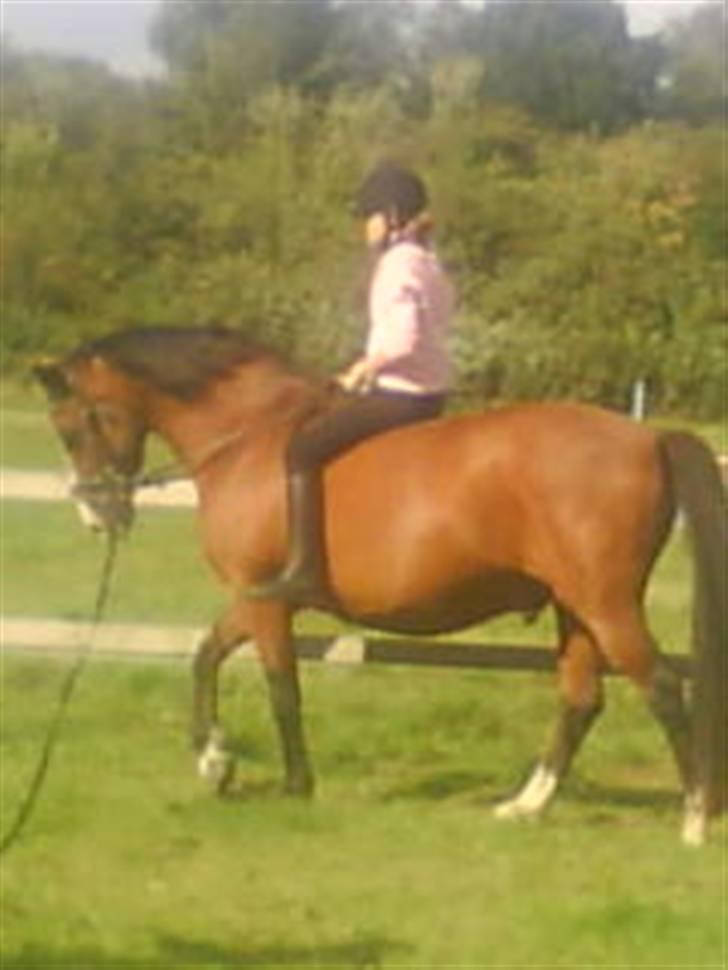 Dansk Varmblod  Uniqe - Bedste ven- SAVN - 7#Uniqe og jeg. Foto : Misse 08 billede 7