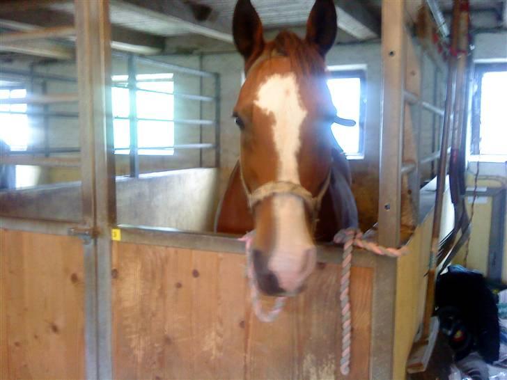 Dansk Varmblod  Uniqe - Bedste ven- SAVN - 8#Uniqe står i stalden og hygger sig ;D Foto : Mig. Tror det var 08?! billede 8