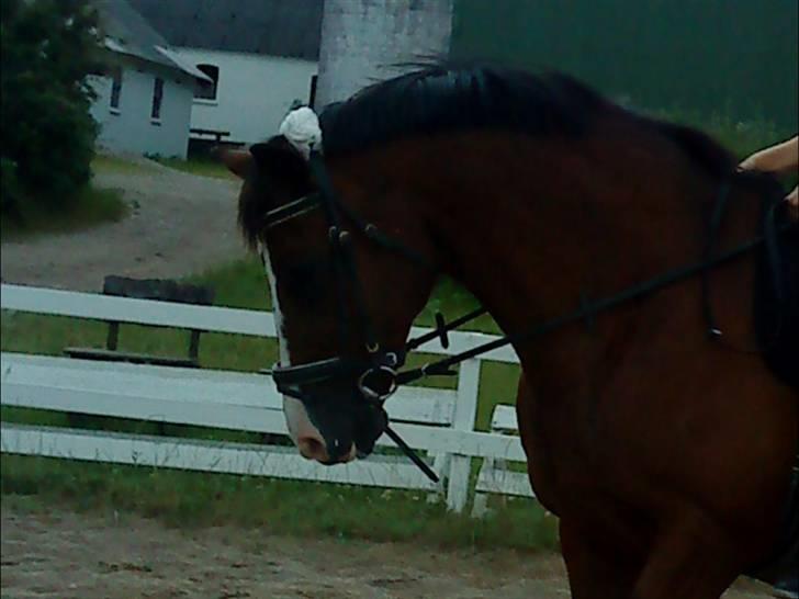 Dansk Varmblod  Uniqe - Bedste ven- SAVN - 9#Uniqe og jeg. Foto : Misse 08! billede 9