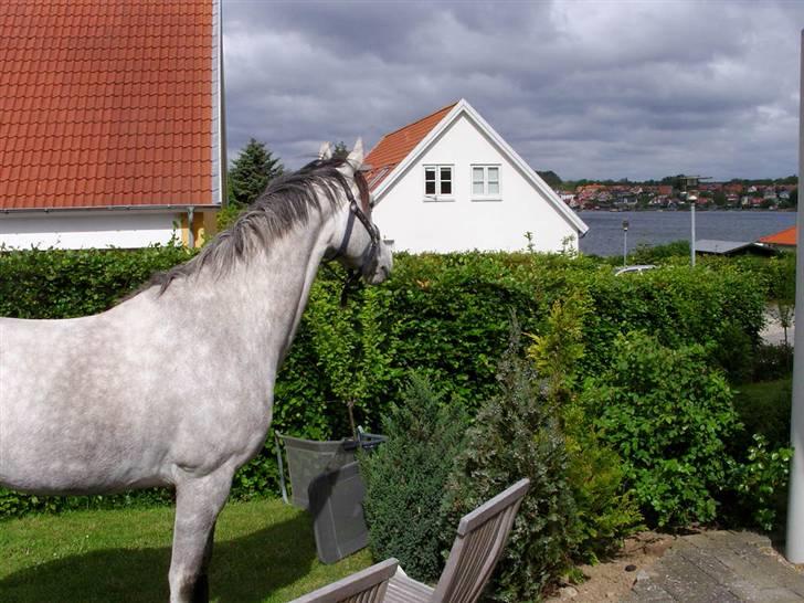 Dansk Varmblod Abdull - Abdull nyder havudsigten billede 4