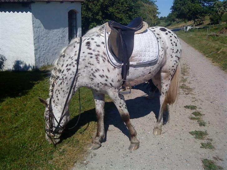 Knabstrupper Bonnie billede 10