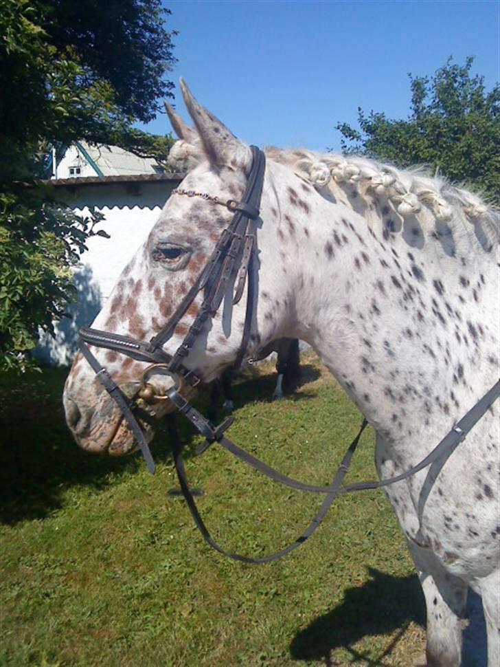 Knabstrupper Bonnie billede 11