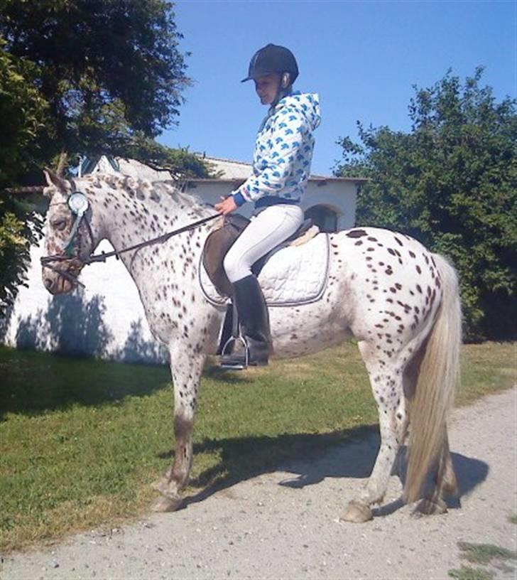 Knabstrupper Bonnie billede 12