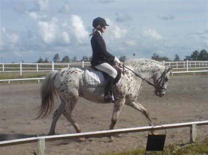 Knabstrupper Bonnie billede 13