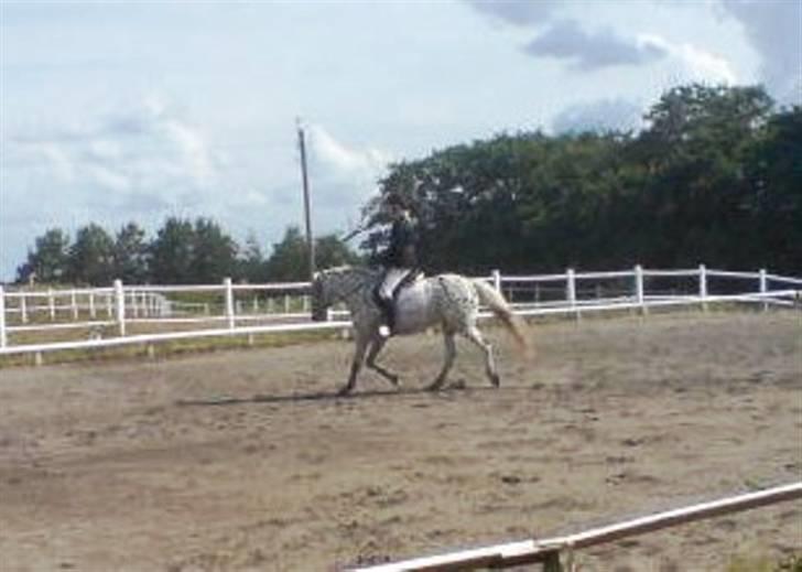 Knabstrupper Bonnie billede 14