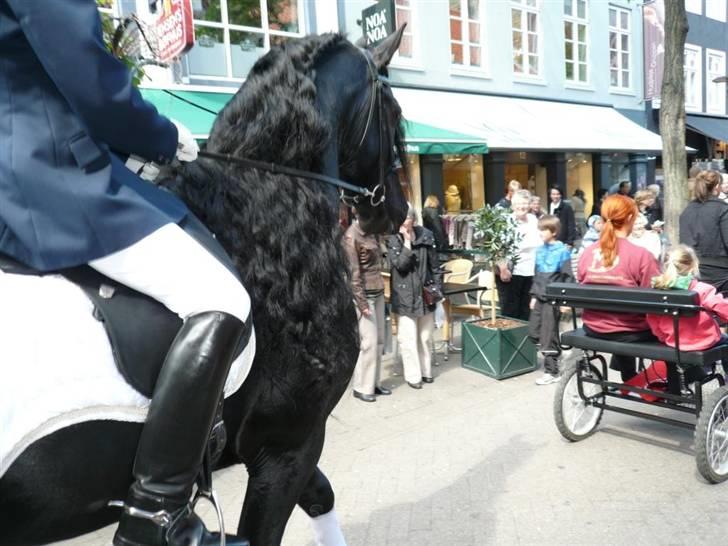 Frieser prince aflivet pga wobler billede 2