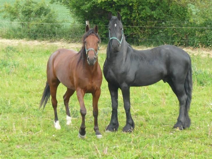 Frieser prince aflivet pga wobler billede 5
