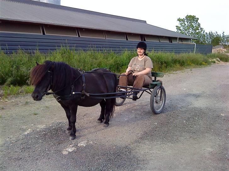 Shetlænder Labbenhus Frederik - Ude og køre med mor, som ikke er HELT stolt ved situationen. ;-) billede 13