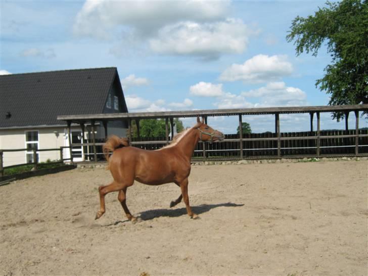 Arabisk fuldblod (OX) Zali  MG bint bint Washa - Zali MG bint bint Washa nu 2 år        billede 11