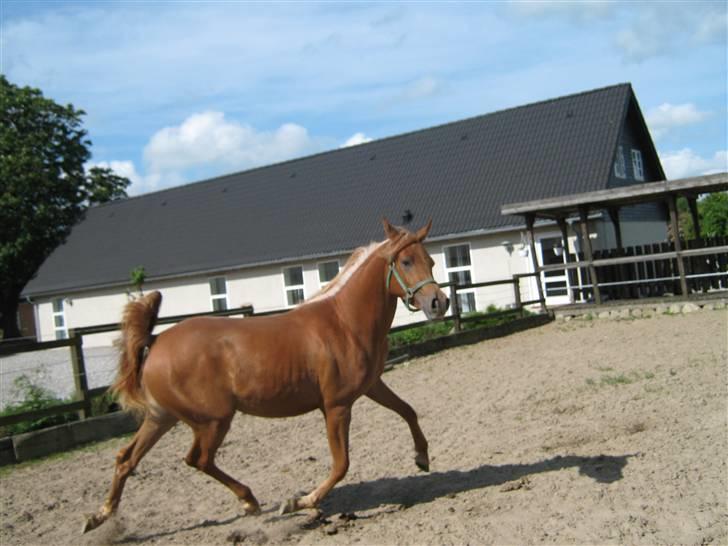 Arabisk fuldblod (OX) Zali  MG bint bint Washa billede 12