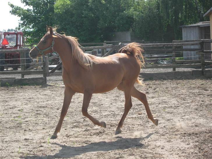 Arabisk fuldblod (OX) Zali  MG bint bint Washa billede 13