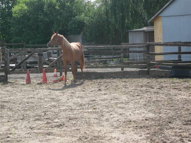 Arabisk fuldblod (OX) Zali  MG bint bint Washa billede 14