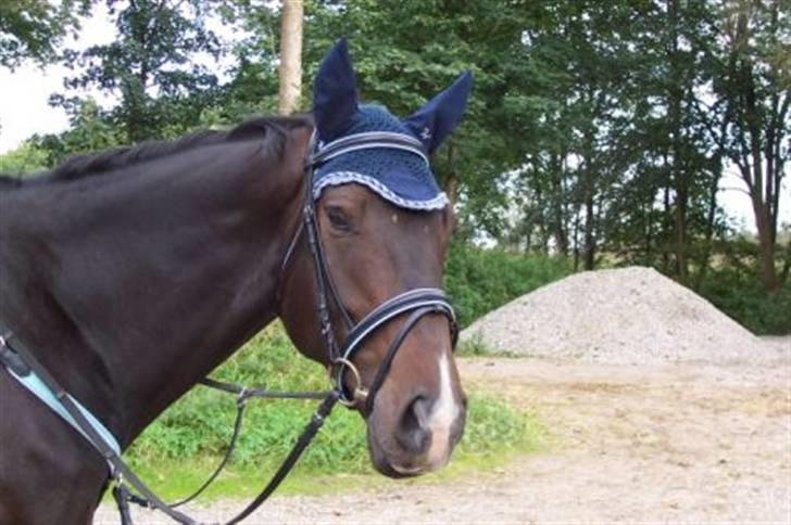 Fuldblod (XX) Erling billede 16