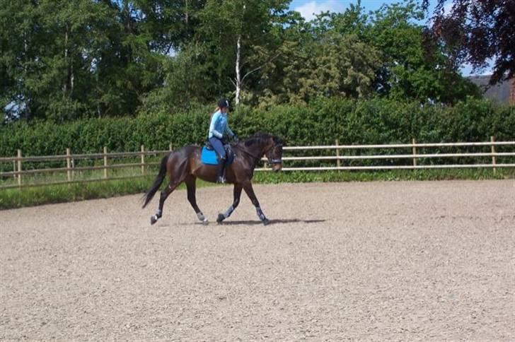 Fuldblod (XX) Erling - D. 6/6-09 :b billede 17