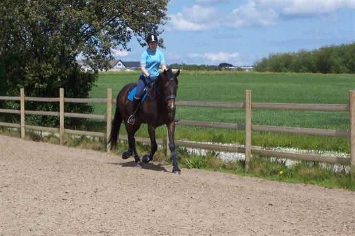 Fuldblod (XX) Erling - D. 6/6-09 :D billede 18