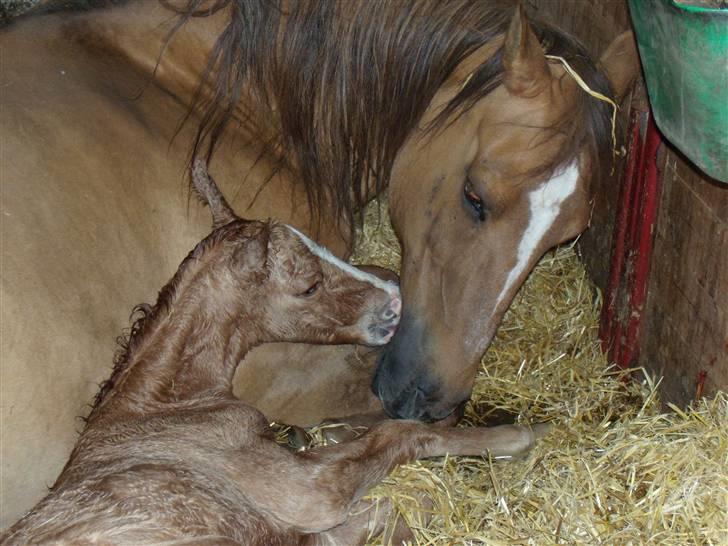 Anden særlig race rolex står i videbæk - hilser på mor for første gang billede 1