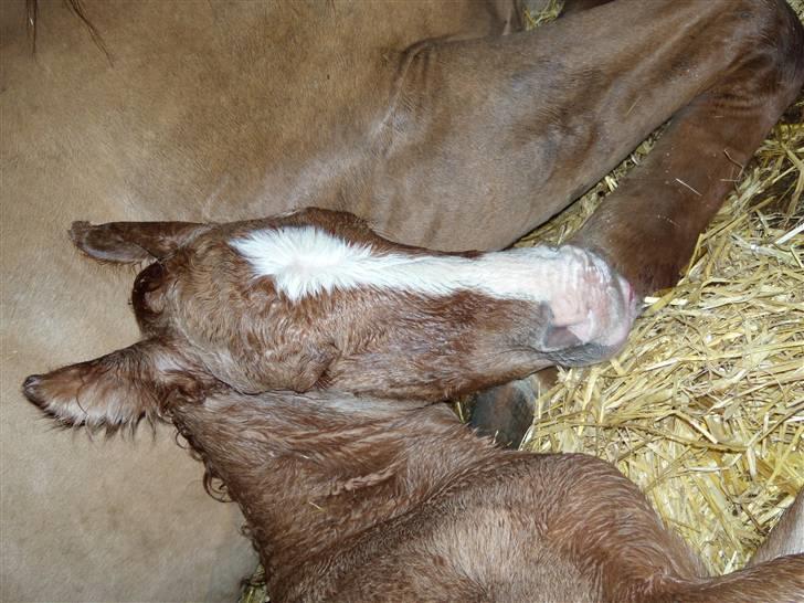 Anden særlig race rolex står i videbæk billede 2