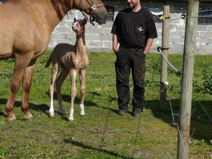 Anden særlig race rolex står i videbæk billede 3
