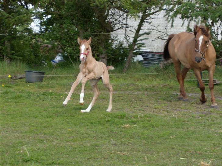 Anden særlig race rolex står i videbæk billede 4