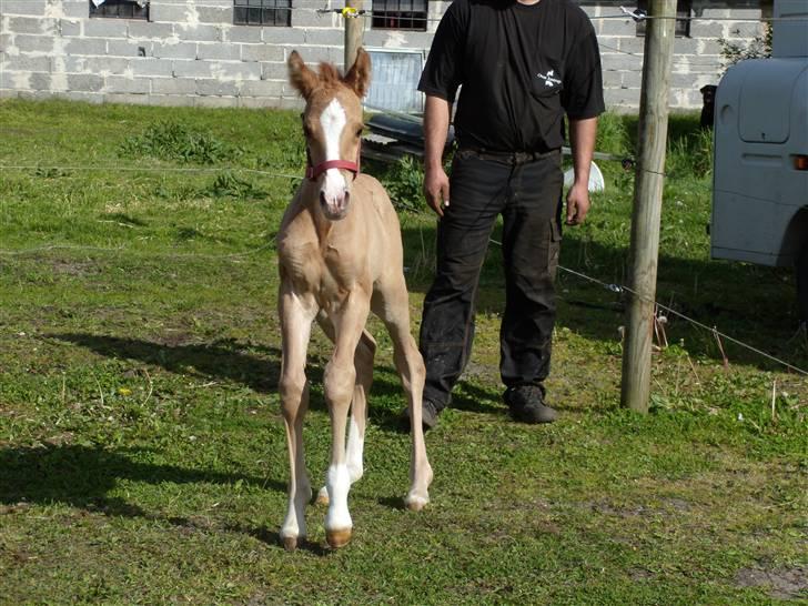 Anden særlig race rolex står i videbæk billede 5