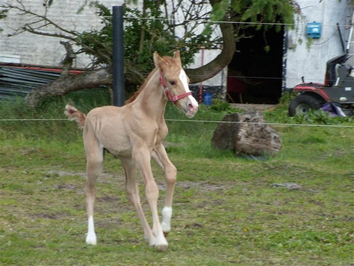Anden særlig race rolex står i videbæk billede 6