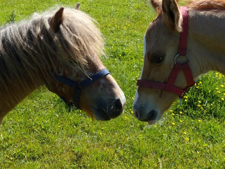 Anden særlig race rolex står i videbæk - her er jeg sammen med min bedste ven stampe billede 7