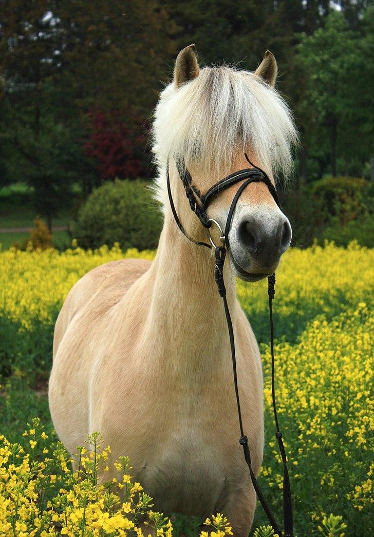 Fjordhest Refstrups Lucinda - VELKOMMEN :) På marken 
-DET ER FORBUDT AT KOPIERE BILLEDERNE ! billede 8