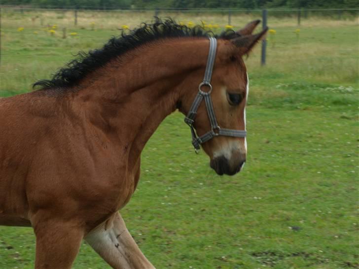 Anden særlig race rapello - oppe og stå for første gang billede 1