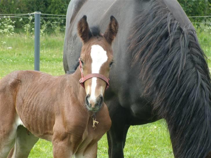 Anden særlig race rapello billede 3
