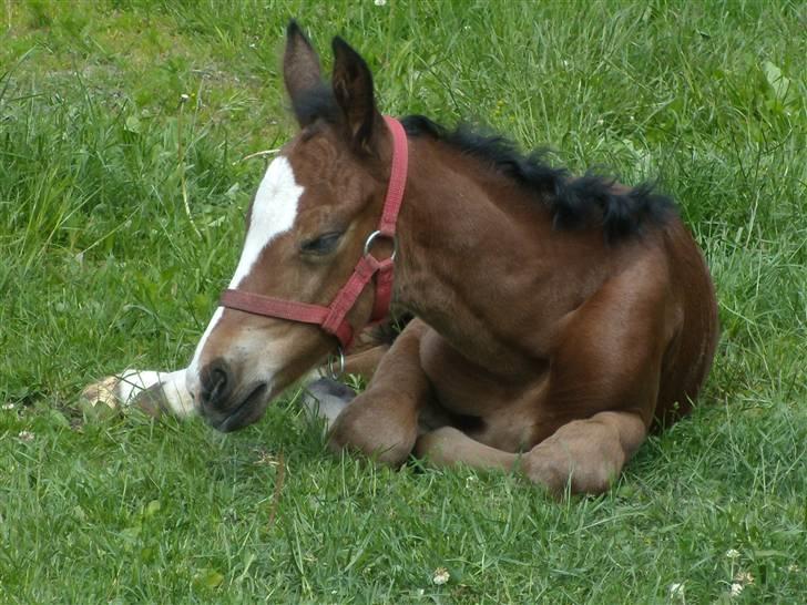 Anden særlig race rapello - pu ha det er hårdt at være ude , så trænger til en lur billede 4