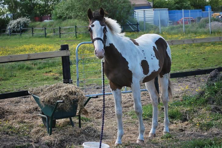 Pinto Hedens Landaz - er på sommergræs billede 2