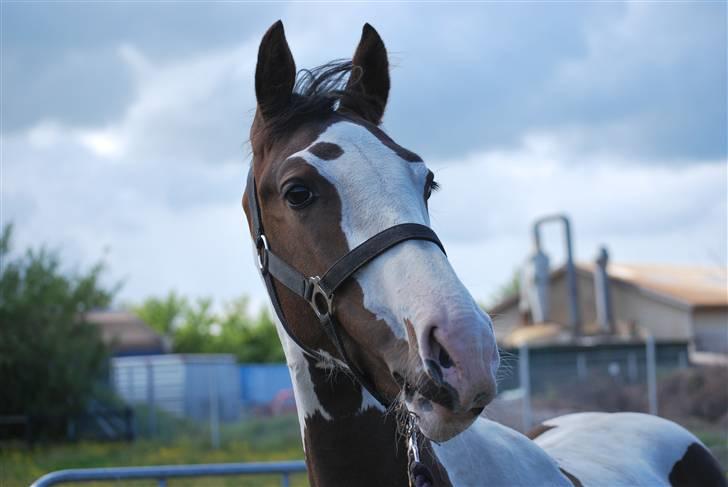 Pinto Hedens Landaz - har set en fugl.. :-) billede 3