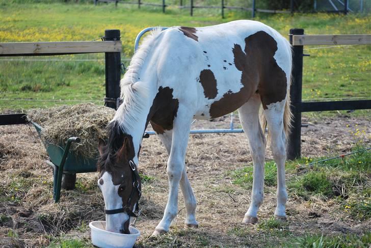 Pinto Hedens Landaz - får lidt foder billede 4