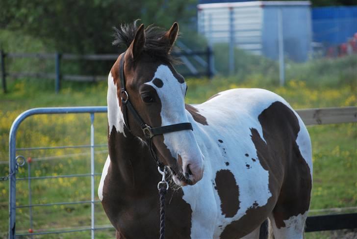 Pinto Hedens Landaz - hej hej billede 5