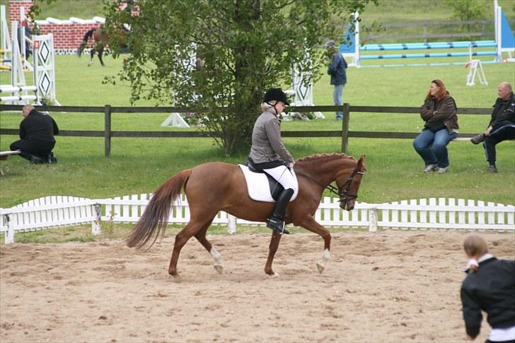 Hollandsk Sportspony Chanell S billede 17