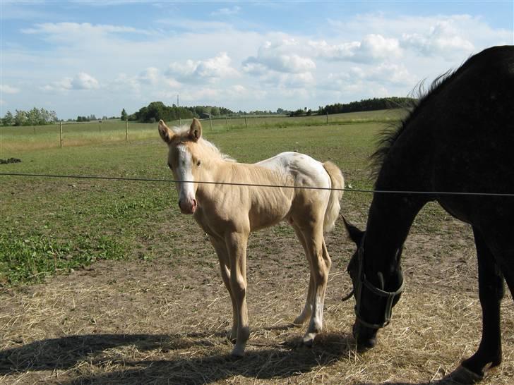 Anden særlig race MiraQulix *SOLGT* billede 4