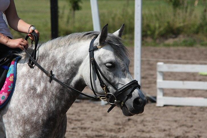 Welsh Pony (sec B) Gipsy | solgt | - min smukke pony :-) foto : L-S billede 16