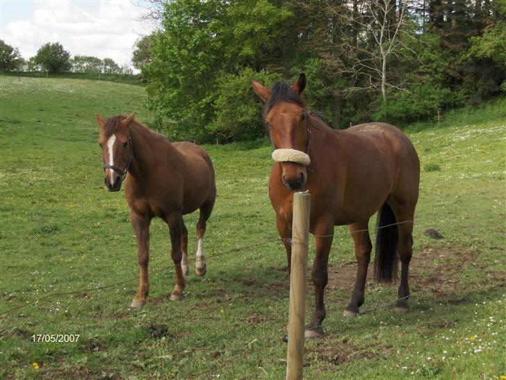 Oldenborg my Ohio dreamer billede 10