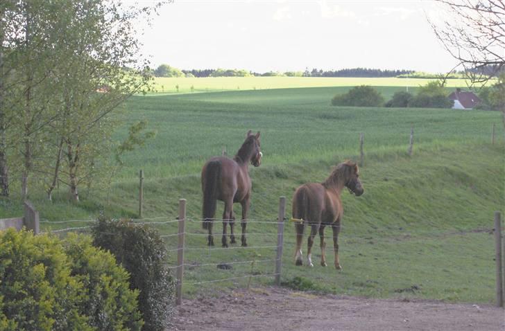 Oldenborg my Ohio dreamer billede 11