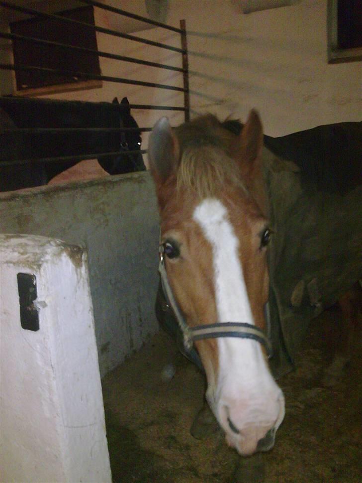 Anden særlig race Lukas / Solgt! :'(  .../  billede 20