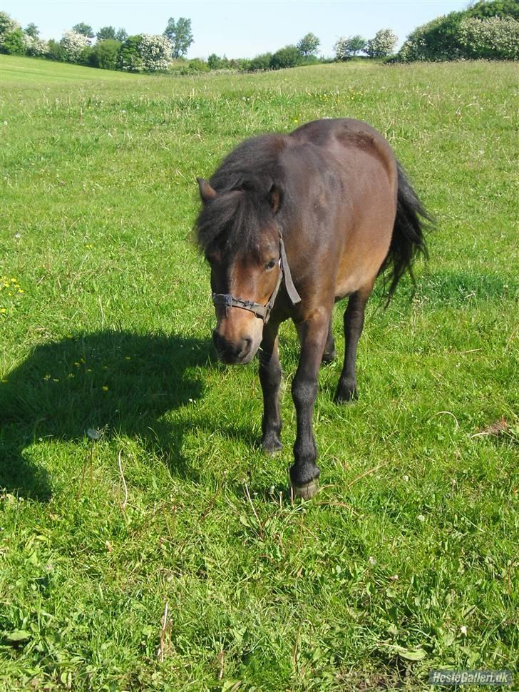 Anden særlig race Musse - Rideskole pony - Musse på fold en varm sommer dag :) billede 6