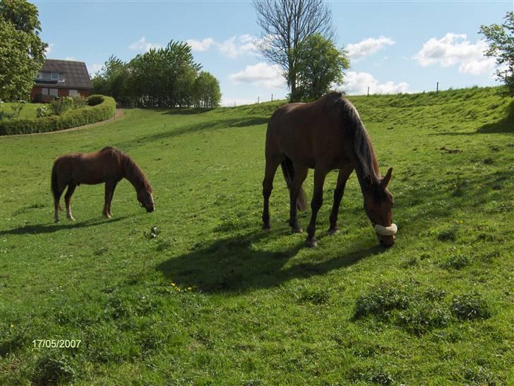 Oldenborg my Ohio dreamer billede 12