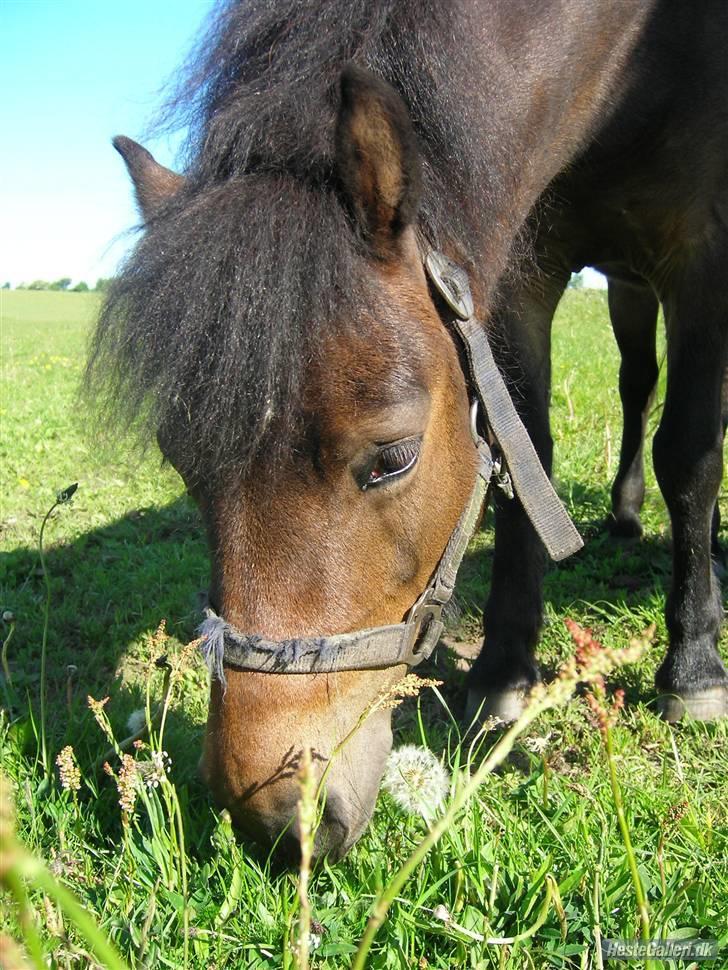 Anden særlig race Musse - Rideskole pony - Musse - Din sure citron. Jeg elsker dig fandme!  billede 8