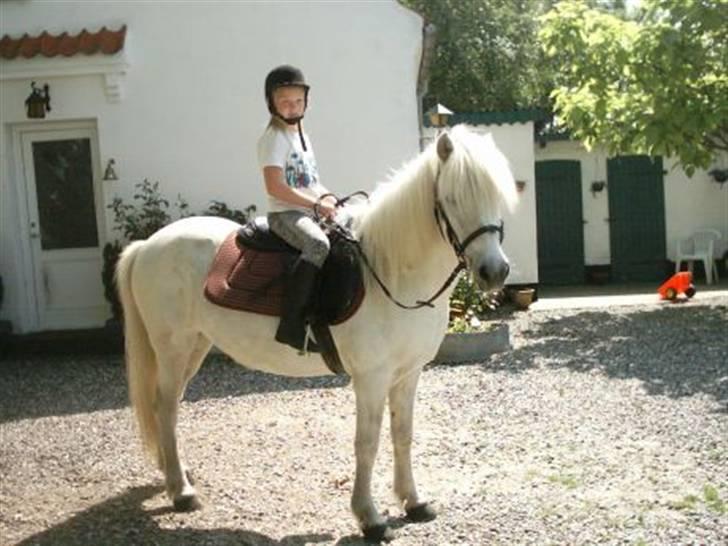 Islænder Kometa fra kyllingborg billede 11