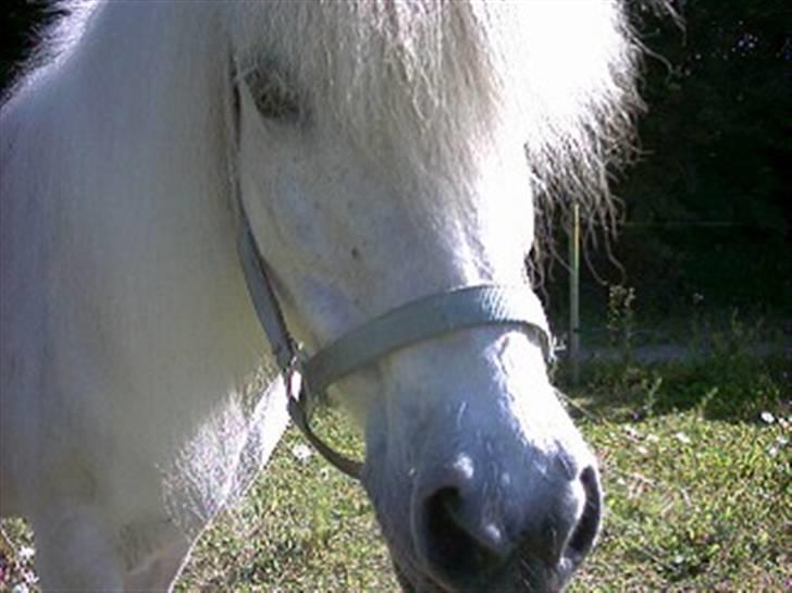 Islænder Kometa fra kyllingborg billede 12